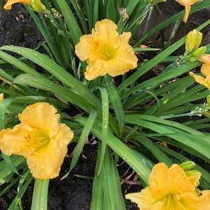 Meet your Posher, Betsy